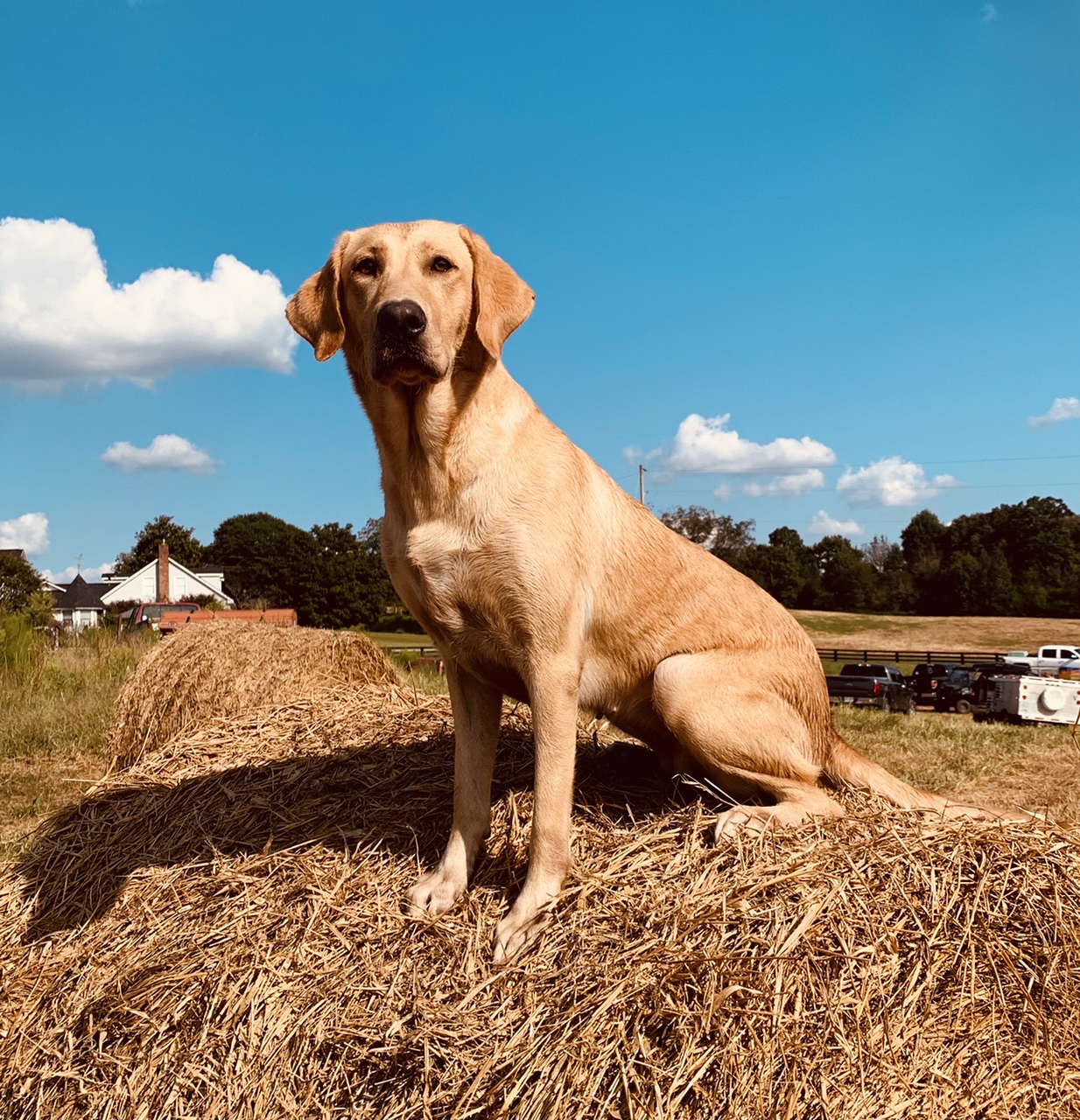 HR Bad Duck's Pour Me Another One | Yellow Labrador Retriver