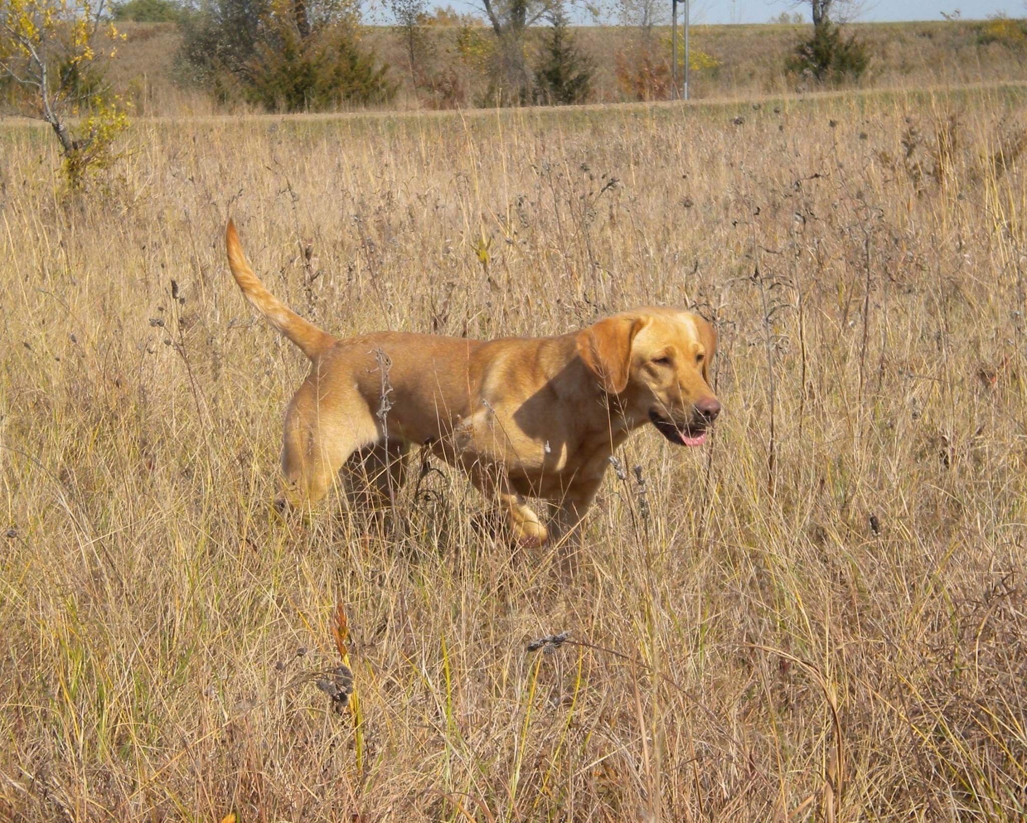 4xGMPR Northstars Happy Trails Piper | Yellow Labrador Retriver