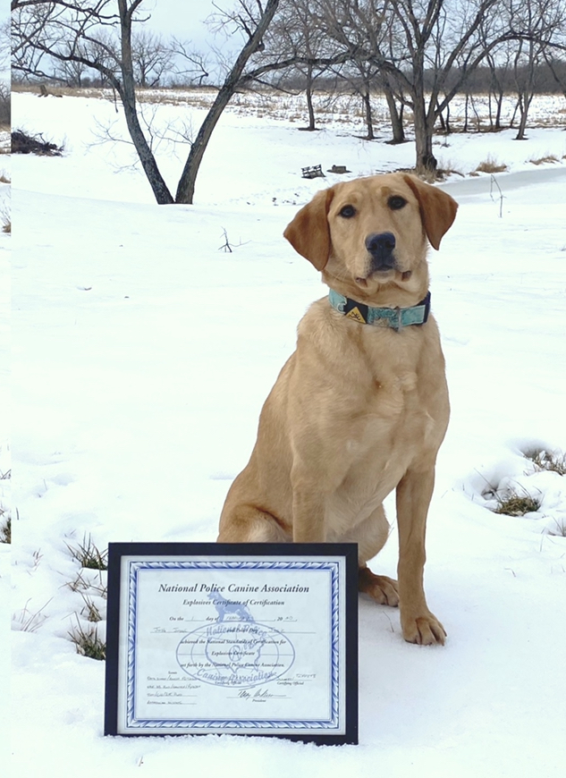 Judge’s Abigail | Yellow Labrador Retriver