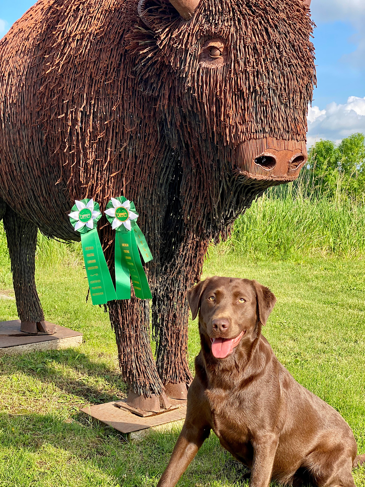 CPR Lakota Creek Big Nose Kate | Chocolate Labrador Retriver