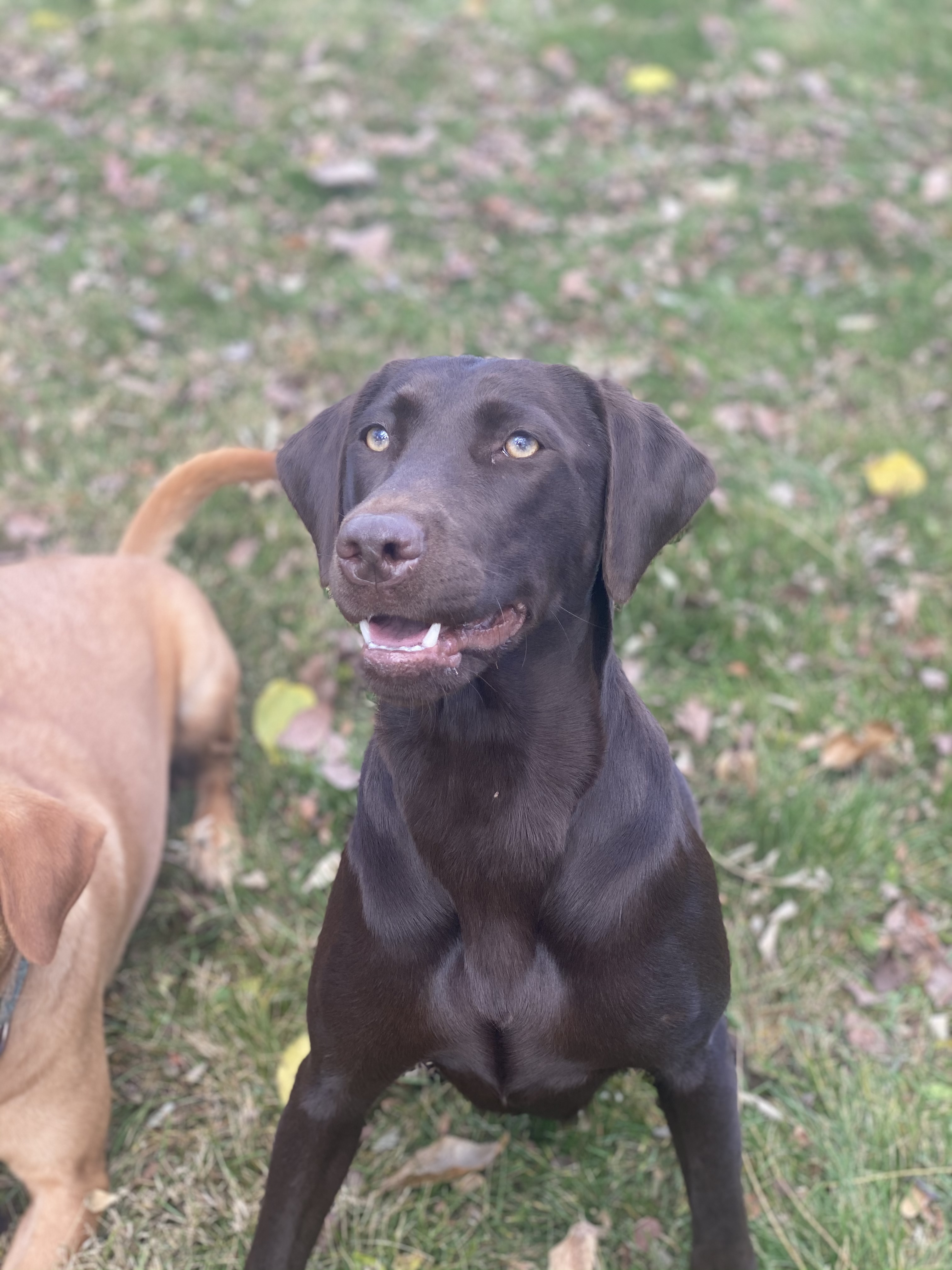 CPR Lakota Creek Big Nose Kate | Chocolate Labrador Retriver