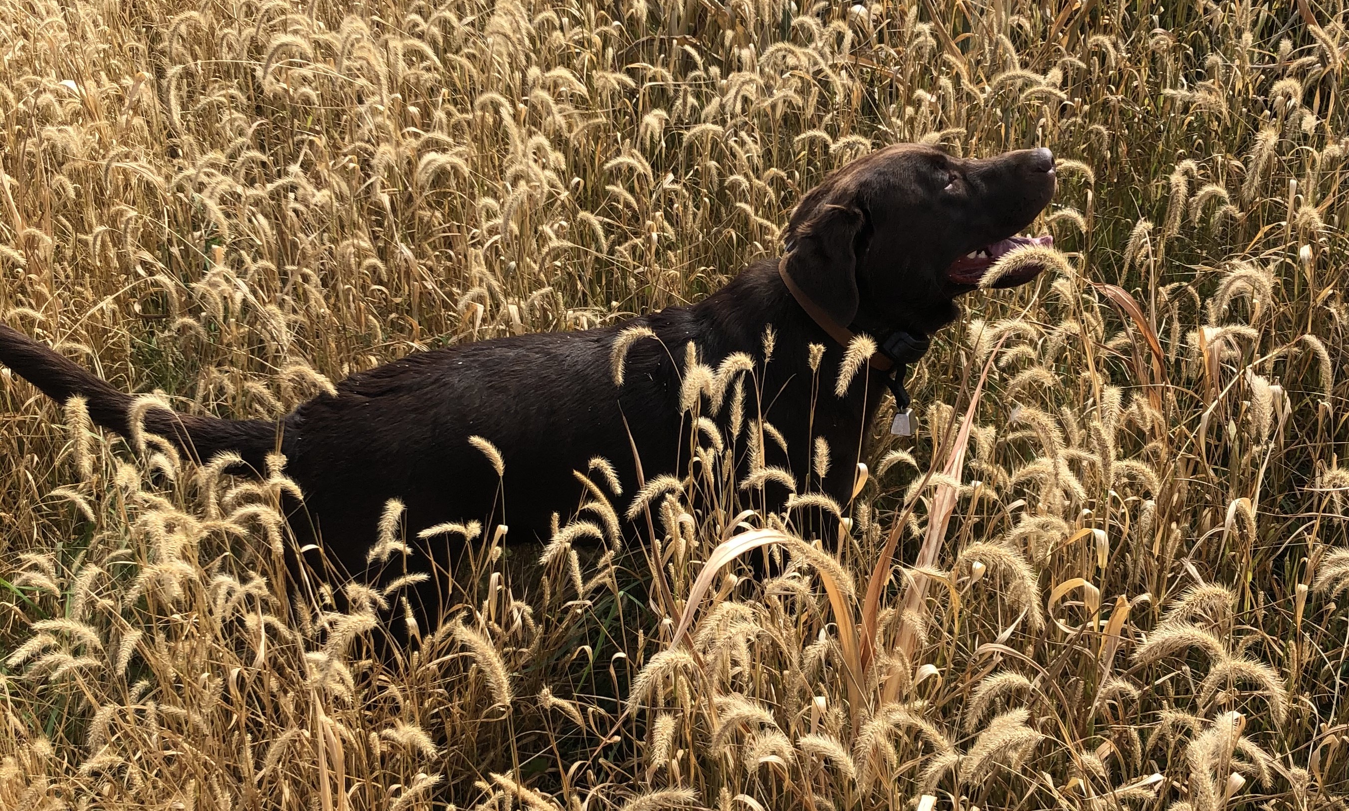 Owasco Valley Angel (charlee) JH WC WCX | Chocolate Labrador Retriver