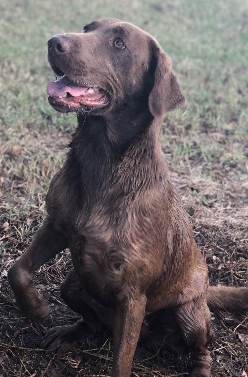 Cache Hill's Skinny Dugan | Chocolate Labrador Retriver