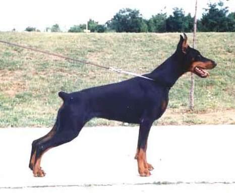 Galaxy Gwendy | Black Doberman Pinscher