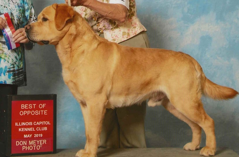 Ch ptd  Dutch Hollow's Simply Wild JH, TKI, WC | Yellow Labrador Retriver