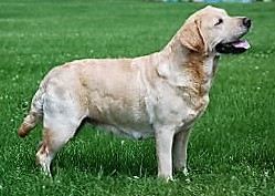 Ch ptd  Dutch Hollow's Charismatic CD RE WCX MH | Yellow Labrador Retriver