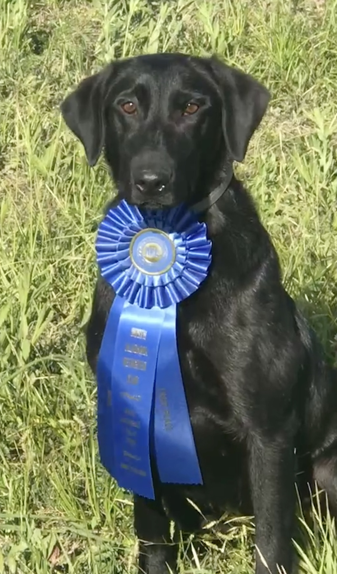 North Dakota's Marsh Rocket QAA | Black Labrador Retriver