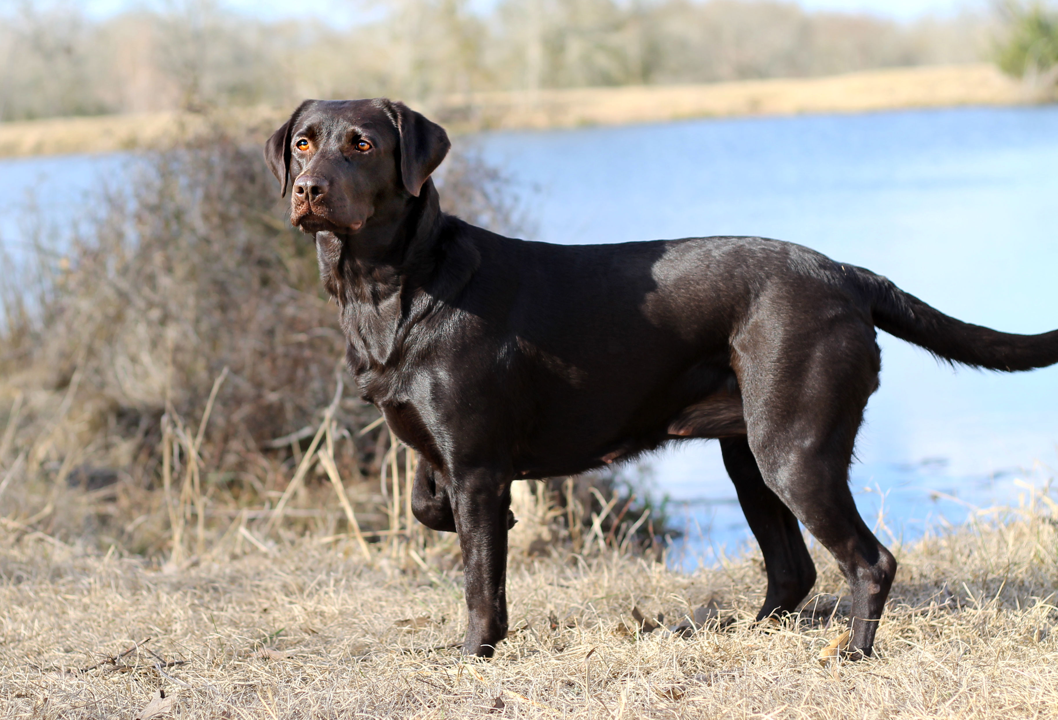 Legend's Little Bit Over Confident | Chocolate Labrador Retriver