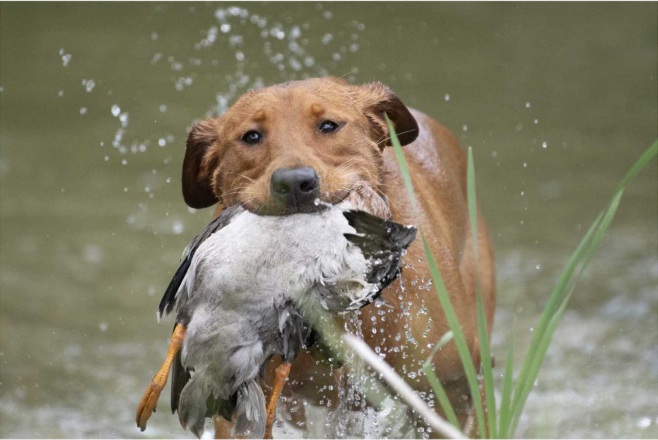 HR Fastimes Blazin Carmen JH | Yellow Labrador Retriver