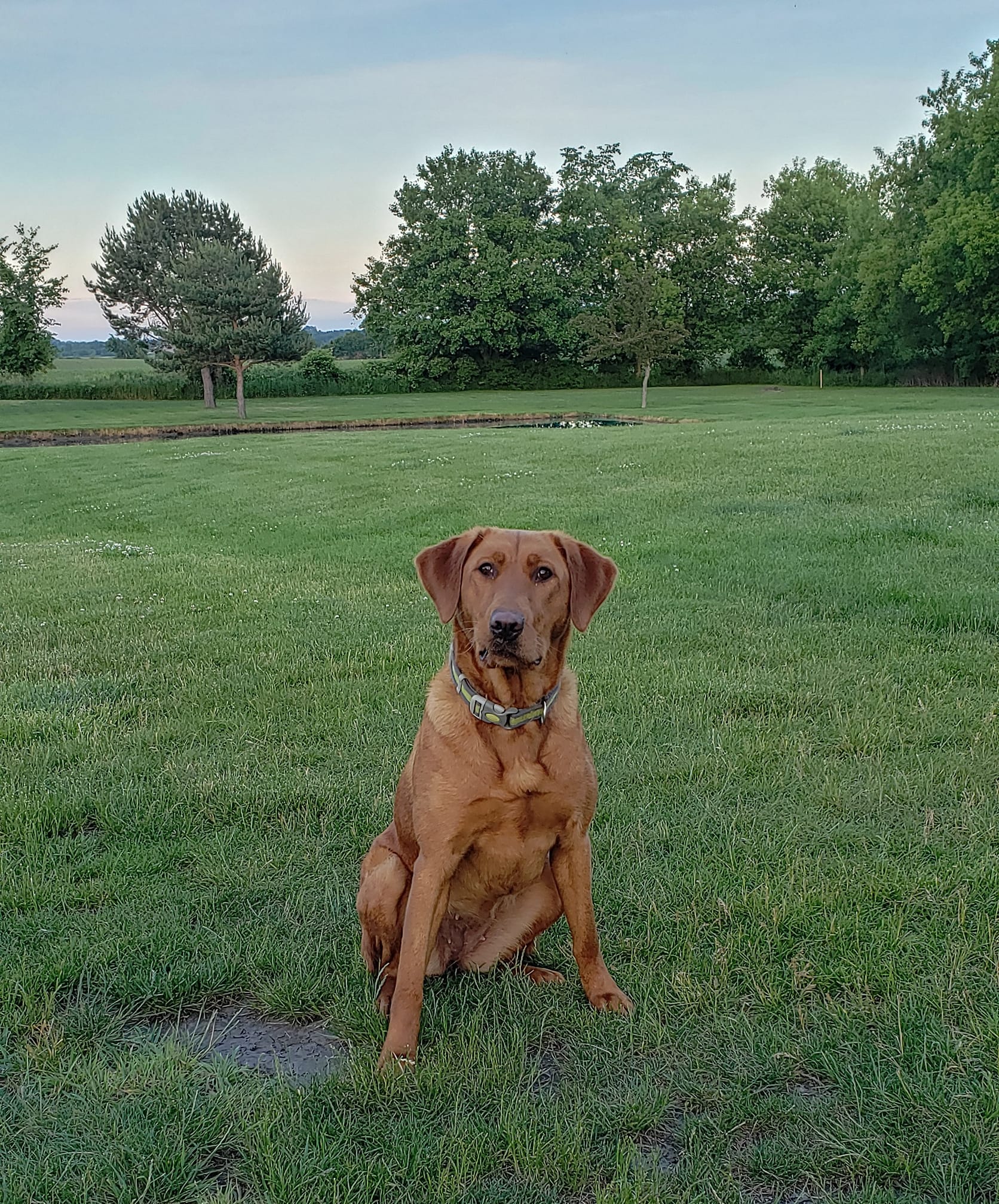 Fastimes Marvelous Macie JH | Yellow Labrador Retriver