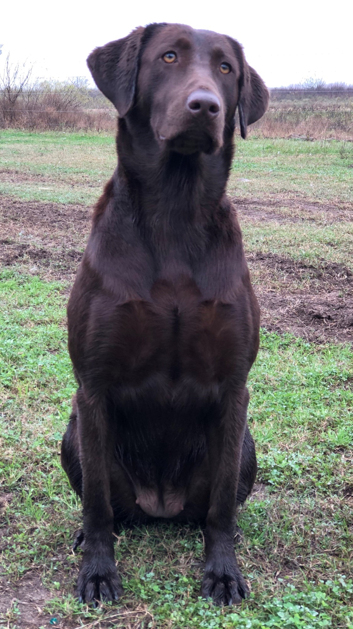 HRCH Bck's Gulf Coast Madam Elizabeth SH (Choc) | Chocolate Labrador Retriver