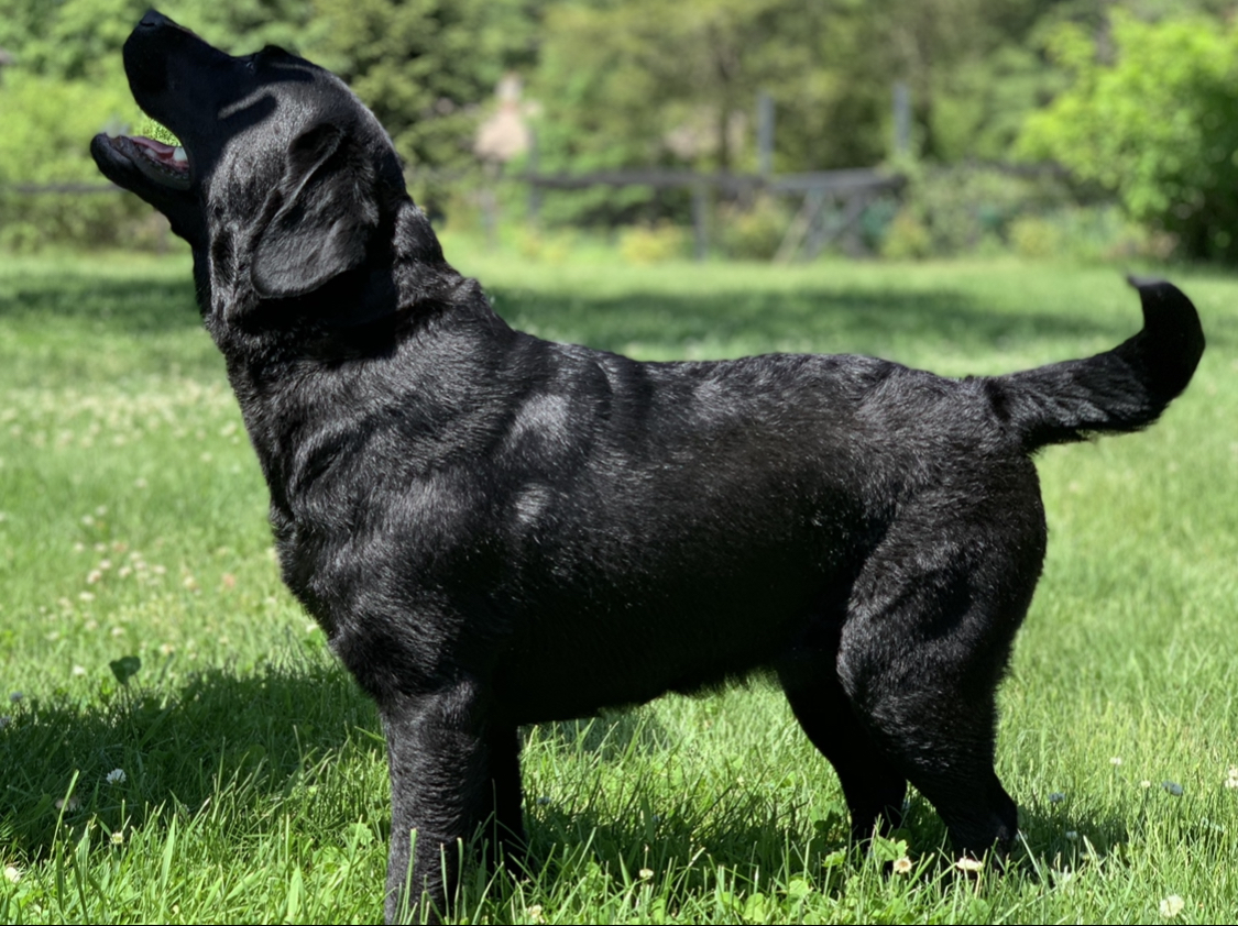 Greenwoods Sweet Meadow At Copperridge | Black Labrador Retriver