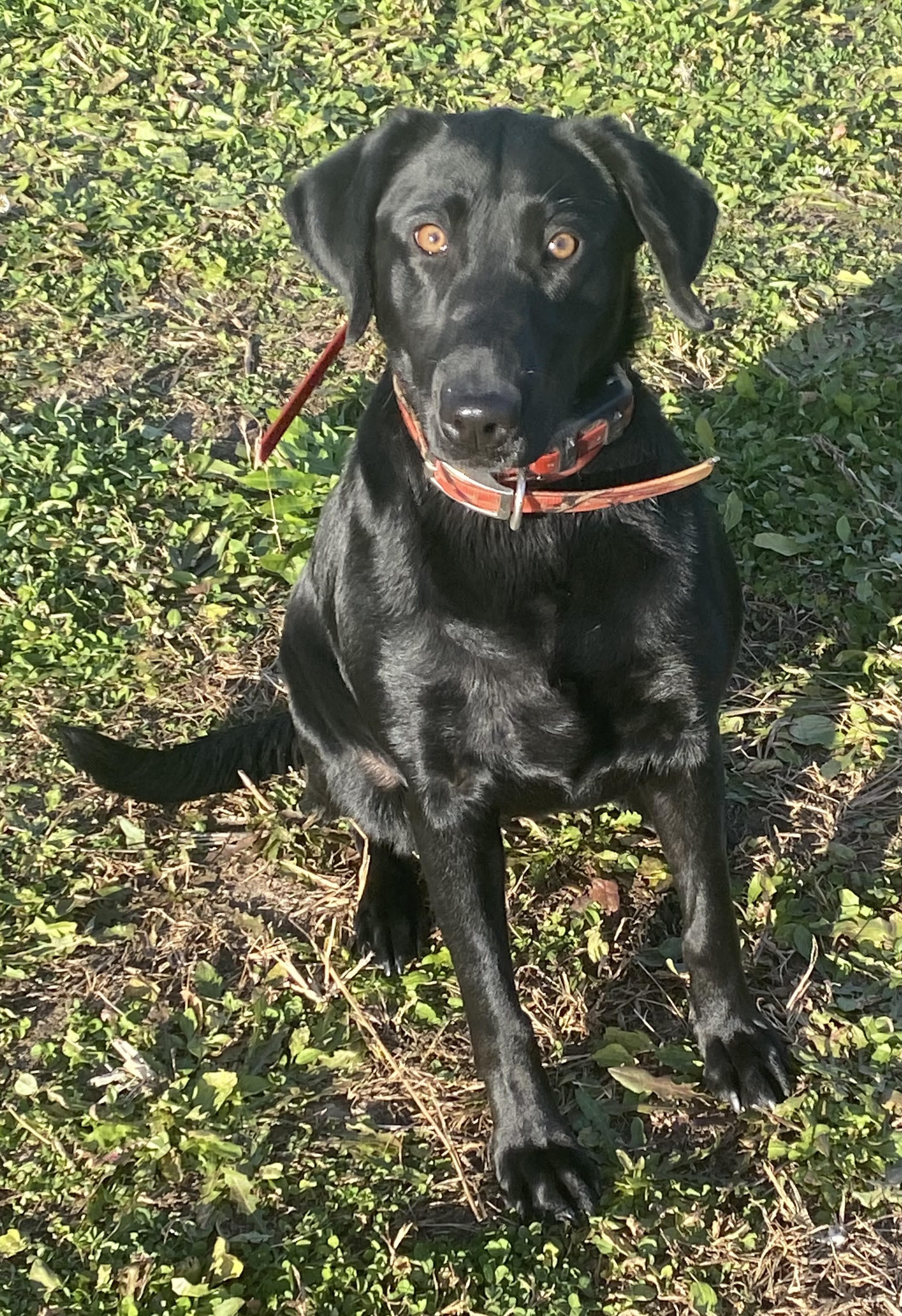 She Was An American Girl | Black Labrador Retriver