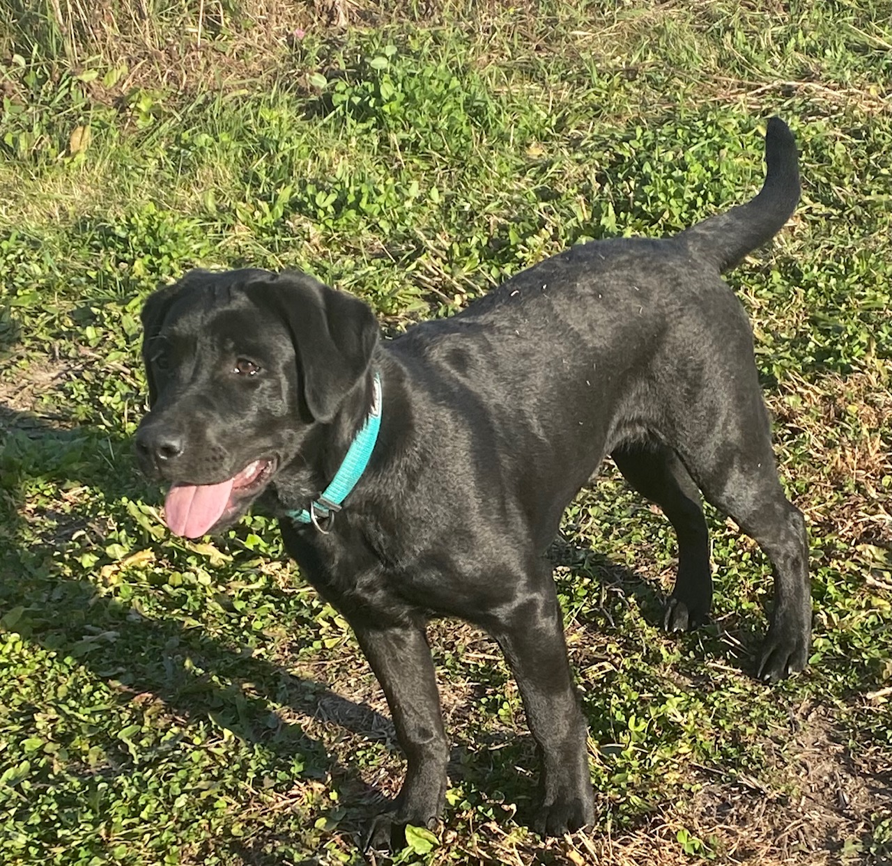 Coon Island's Born To Be Wild | Black Labrador Retriver