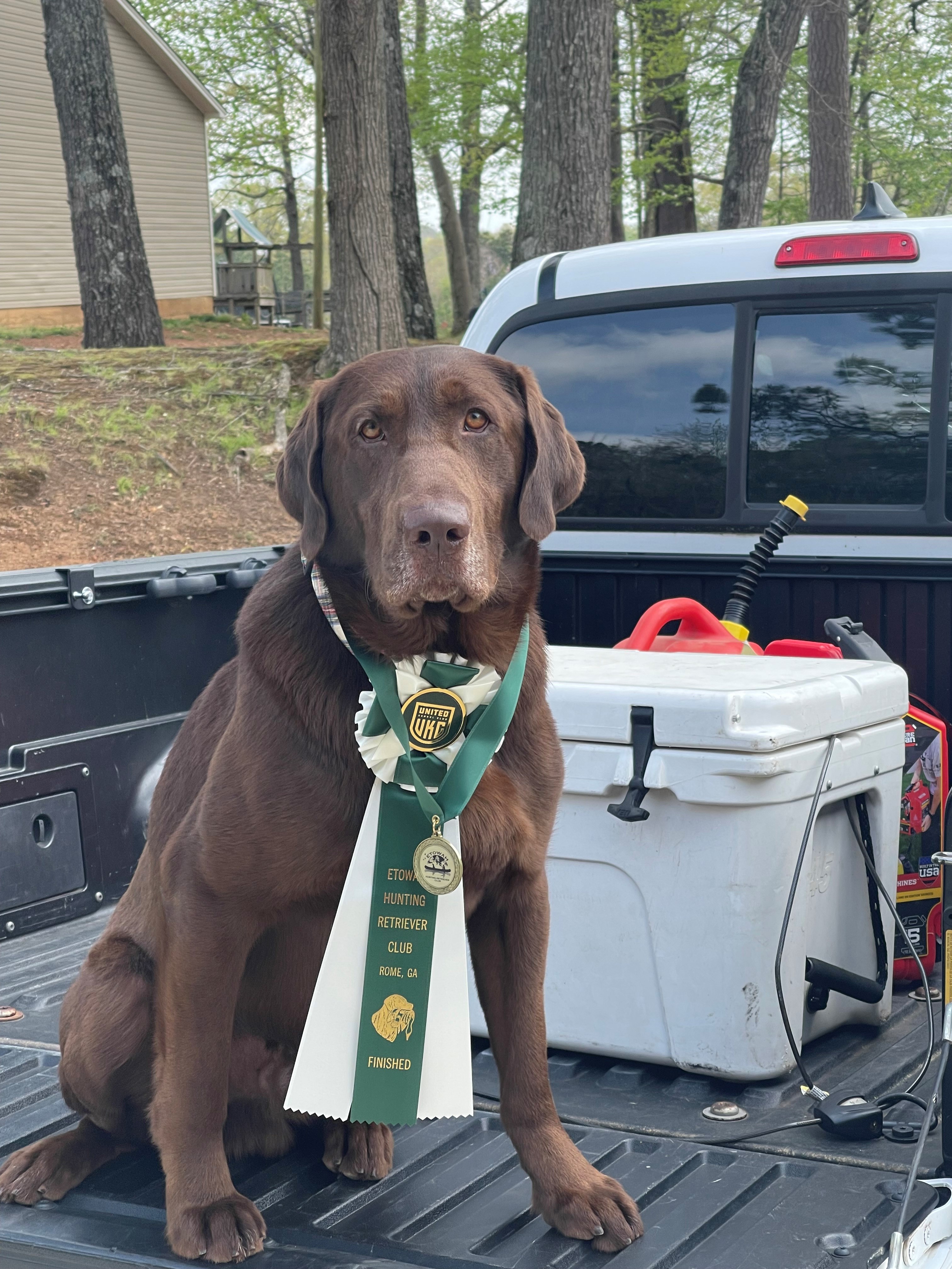 HRCH Barracuda Blue Dbl Distilled | Chocolate Labrador Retriver