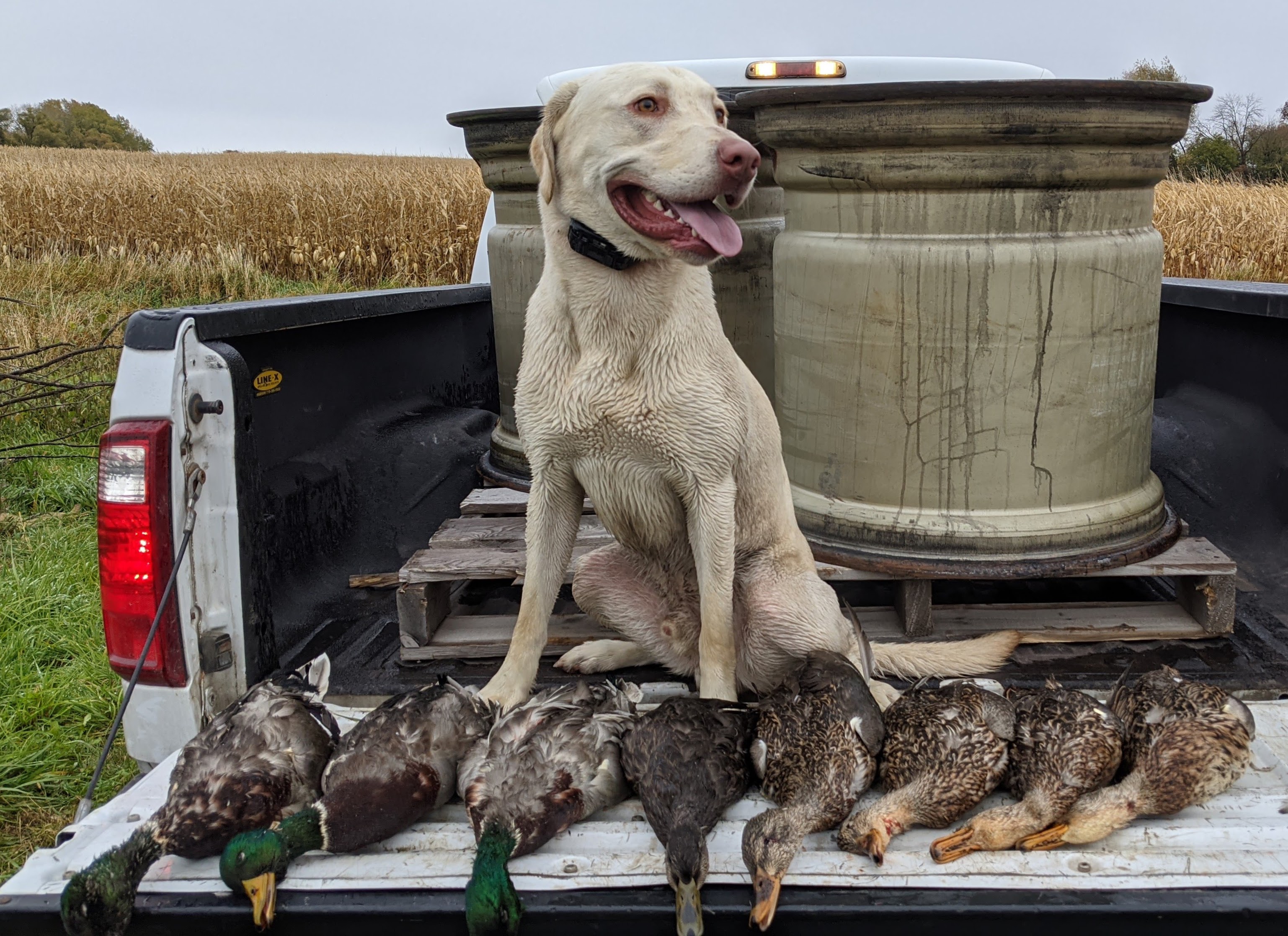 Absolut On Ice | Yellow Labrador Retriver