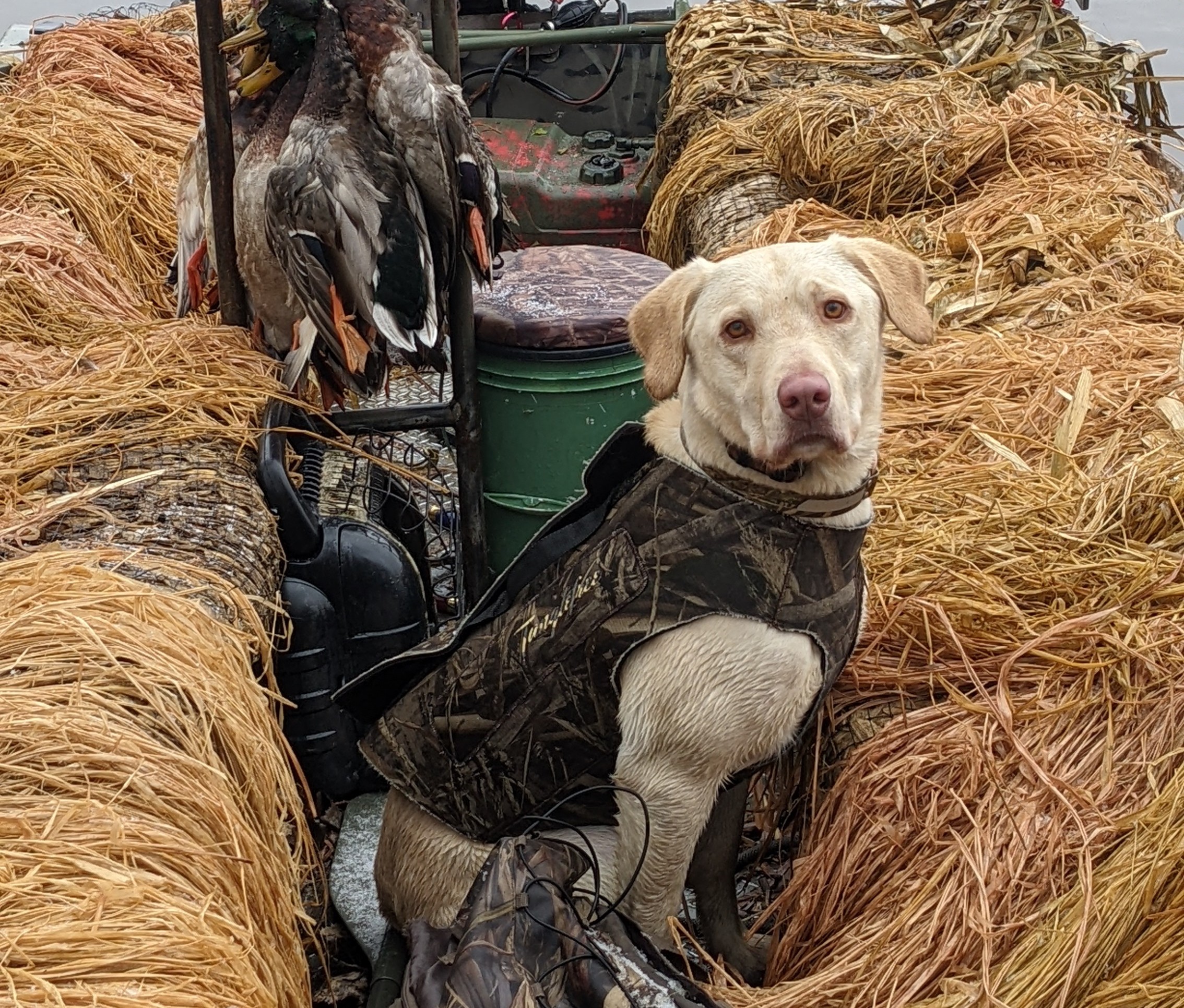 Absolut On Ice | Yellow Labrador Retriver