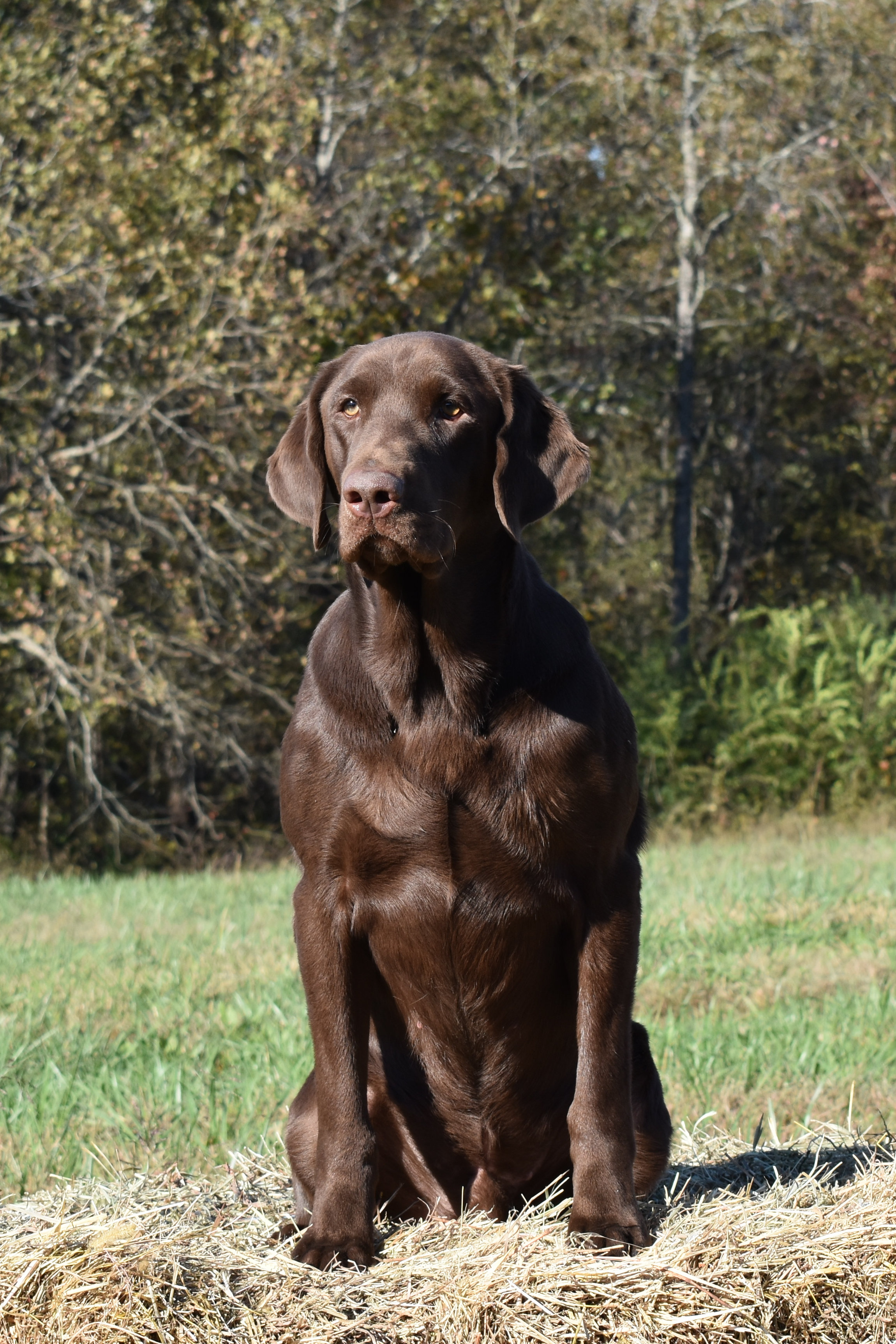 Crimson's Second Shot Of Dextrose | Chocolate Labrador Retriver