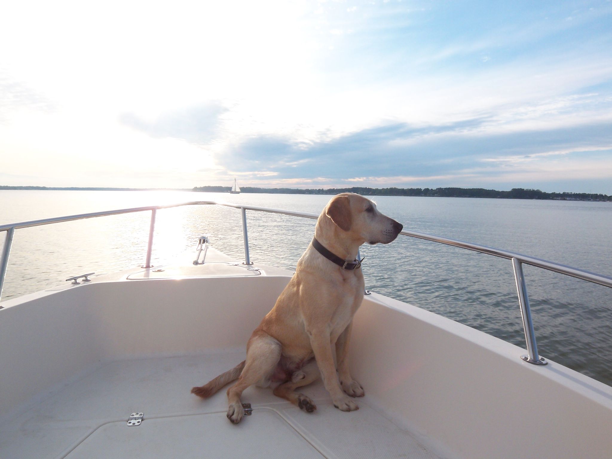 Bon Scott | Yellow Labrador Retriver