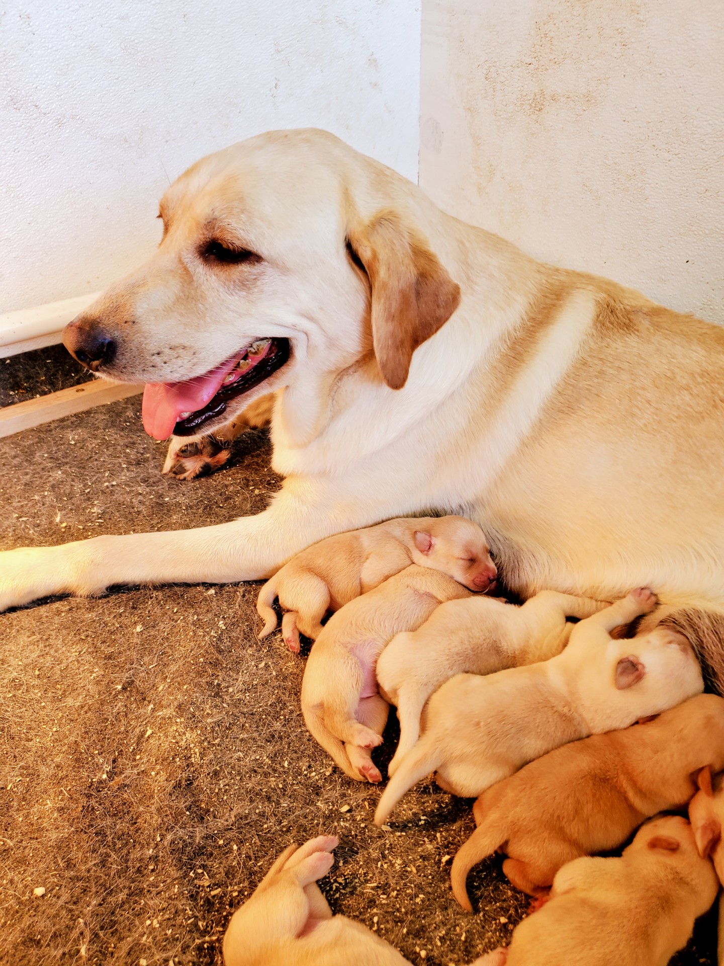 Cedar Points Angel Eyes | Yellow Labrador Retriver