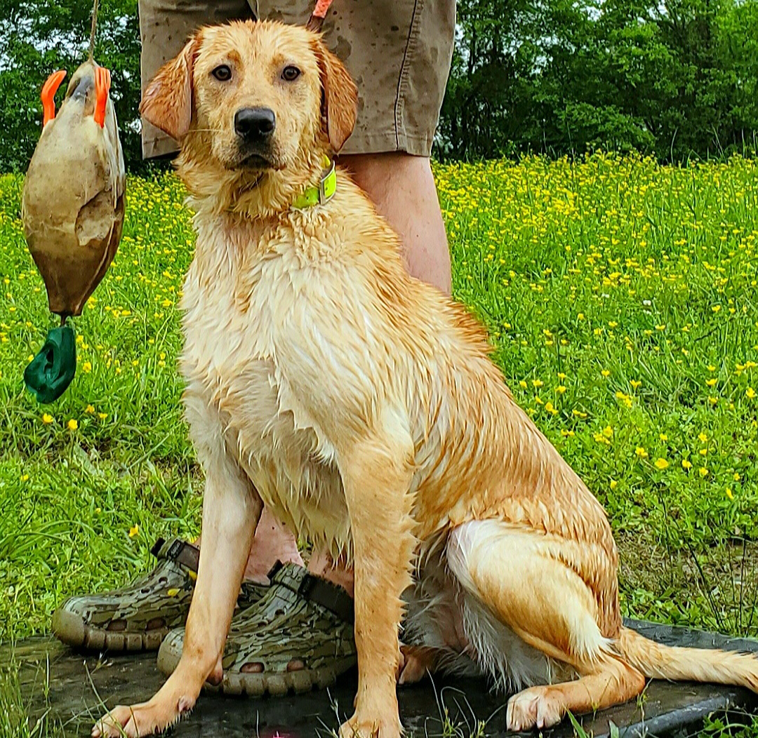 I'M THE Diva Of The Duck Blind | Yellow Labrador Retriver