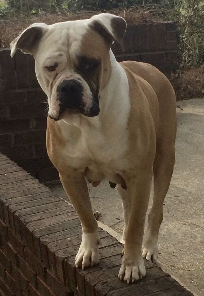 Harrison's Miss Star | American Bulldog 