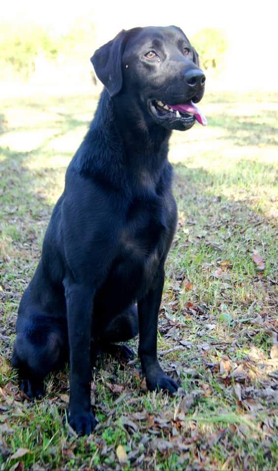 Blackbelt's Big Beantown | Black Labrador Retriver