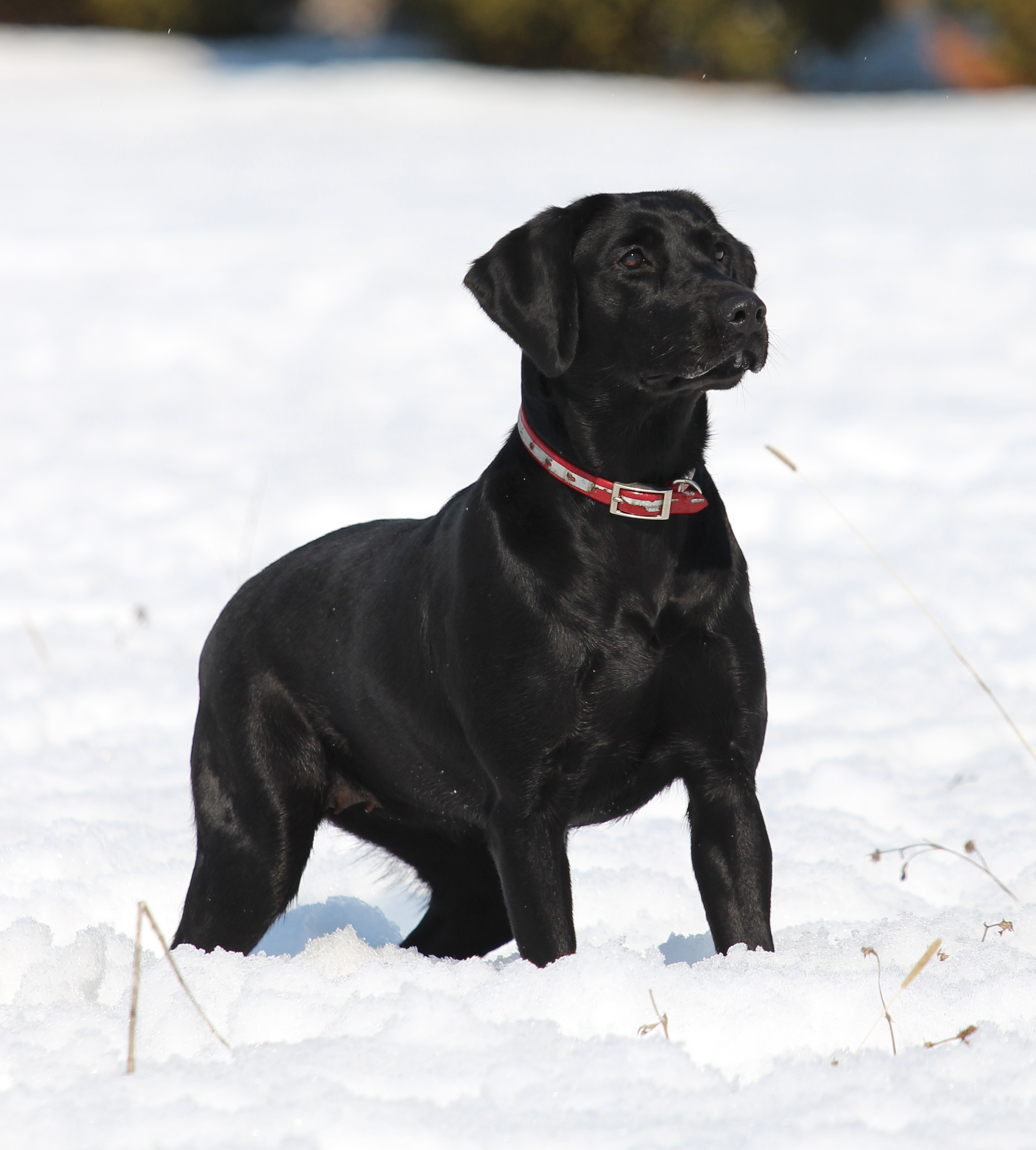 Cvf Evas Seeker In Ebony JH | Black Labrador Retriver