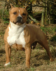 Pacific Blue Sky Tiare Flor | American Staffordshire Terrier 