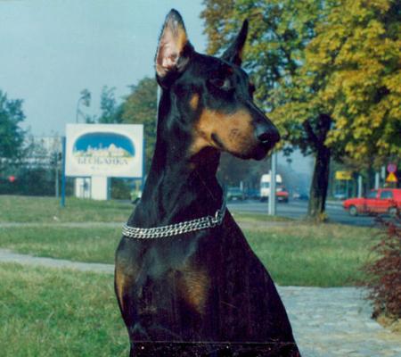 Bellona (JRSP 72172) | Black Doberman Pinscher
