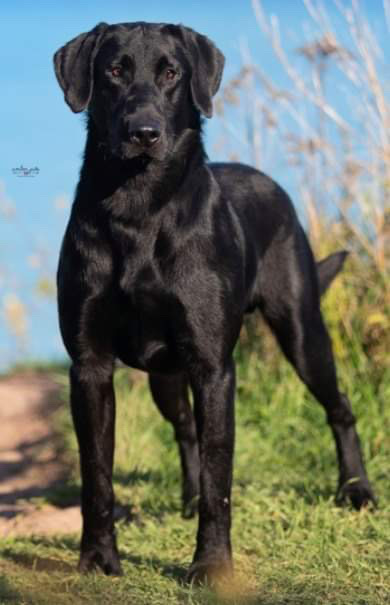 HRCH Rumac’s Rolling 7s At Bally MH | Black Labrador Retriver