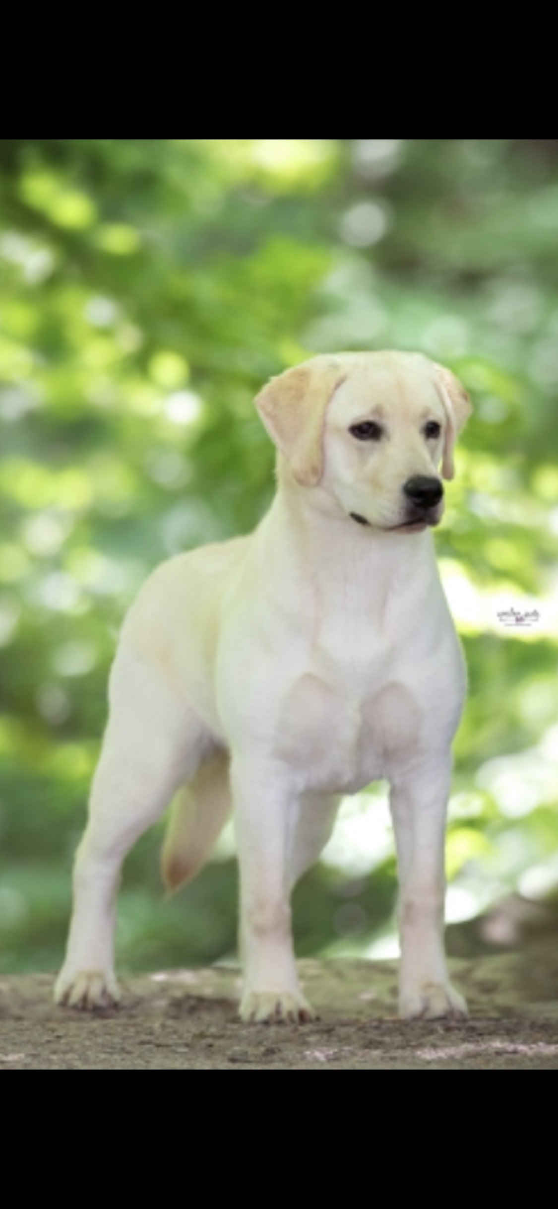 UCH SHR Rumac’s Double Feature JH WC TKN CGC | Yellow Labrador Retriver