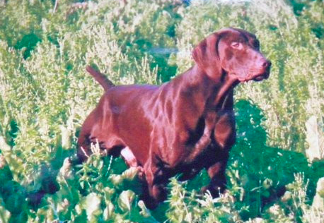 Amor od Bube | German Shorthaired Pointer 