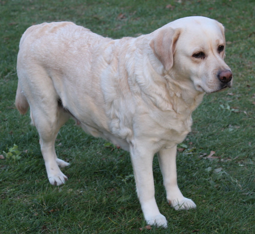 Samadam's My Hearts On Fire | Yellow Labrador Retriver