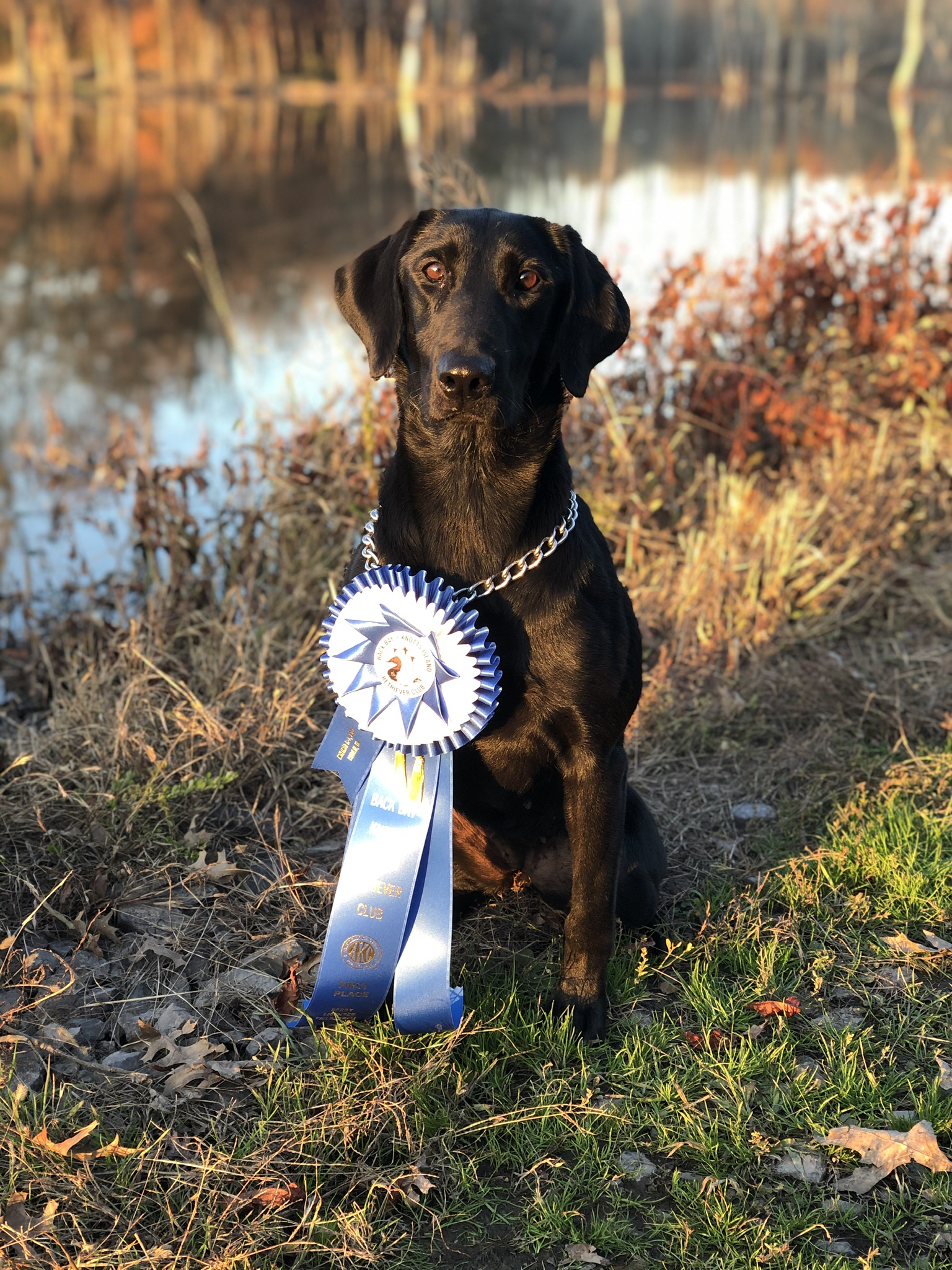 Troublesome Seaside Mystery | Black Labrador Retriver