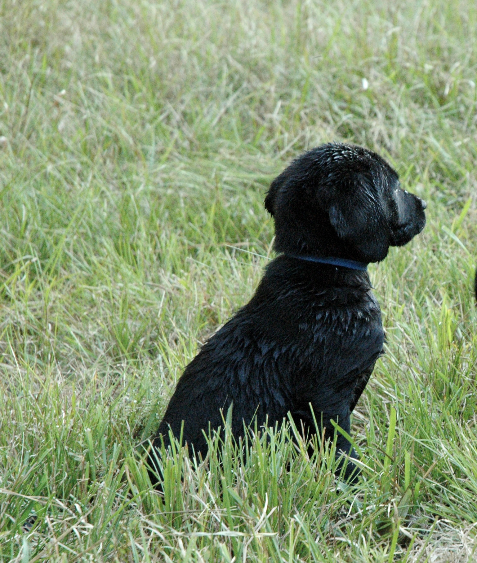 PCK's Parish Milton | Black Labrador Retriver