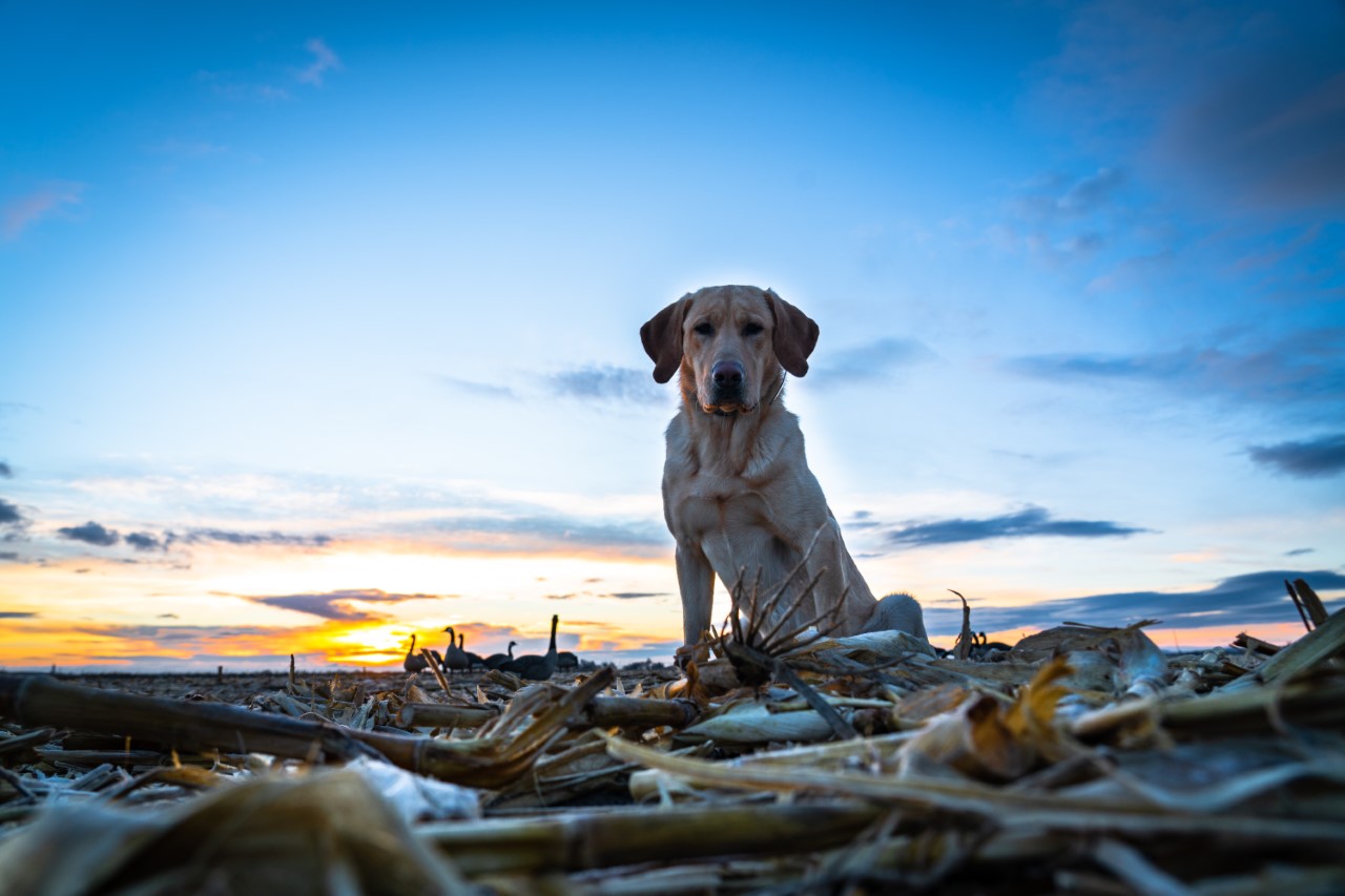 GRHRCH Doc Tee’s Fco Fire In His Bones MH | Yellow Labrador Retriver