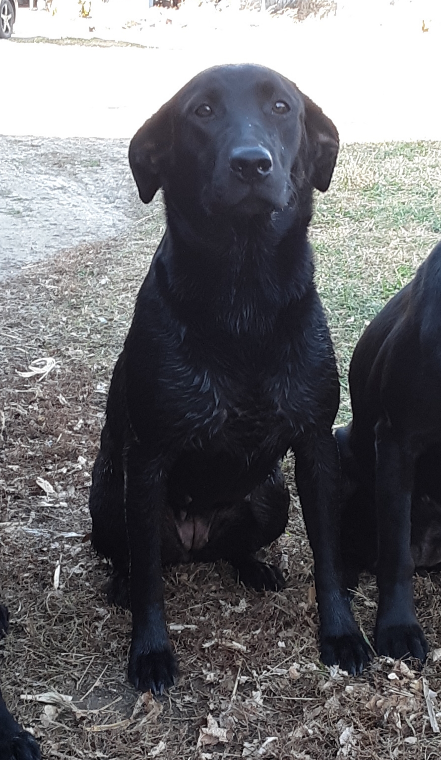 Elliegator | Black Labrador Retriver