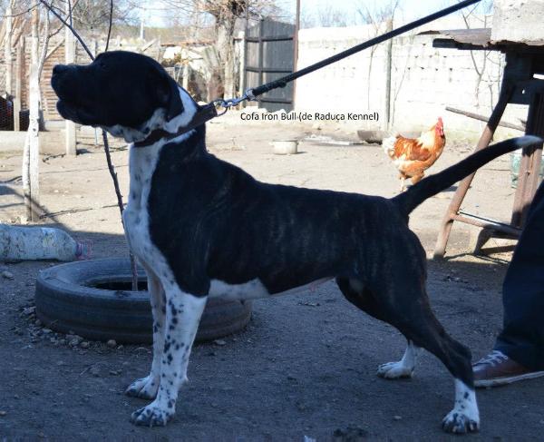 Zeta de IronBull | Perro de Presa Canario 