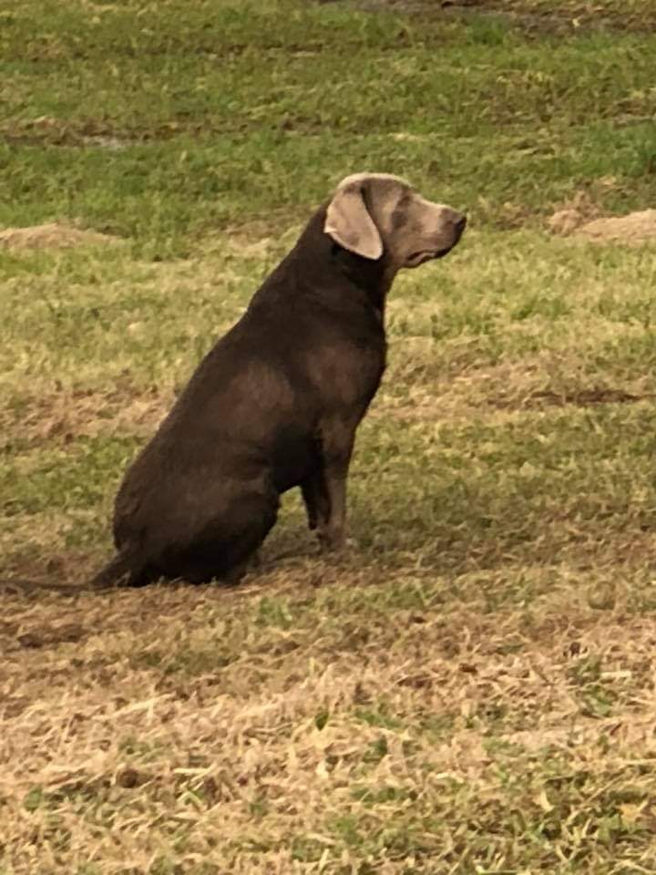 Bruce Wayne Of Silver Meadow | Chocolate Labrador Retriver