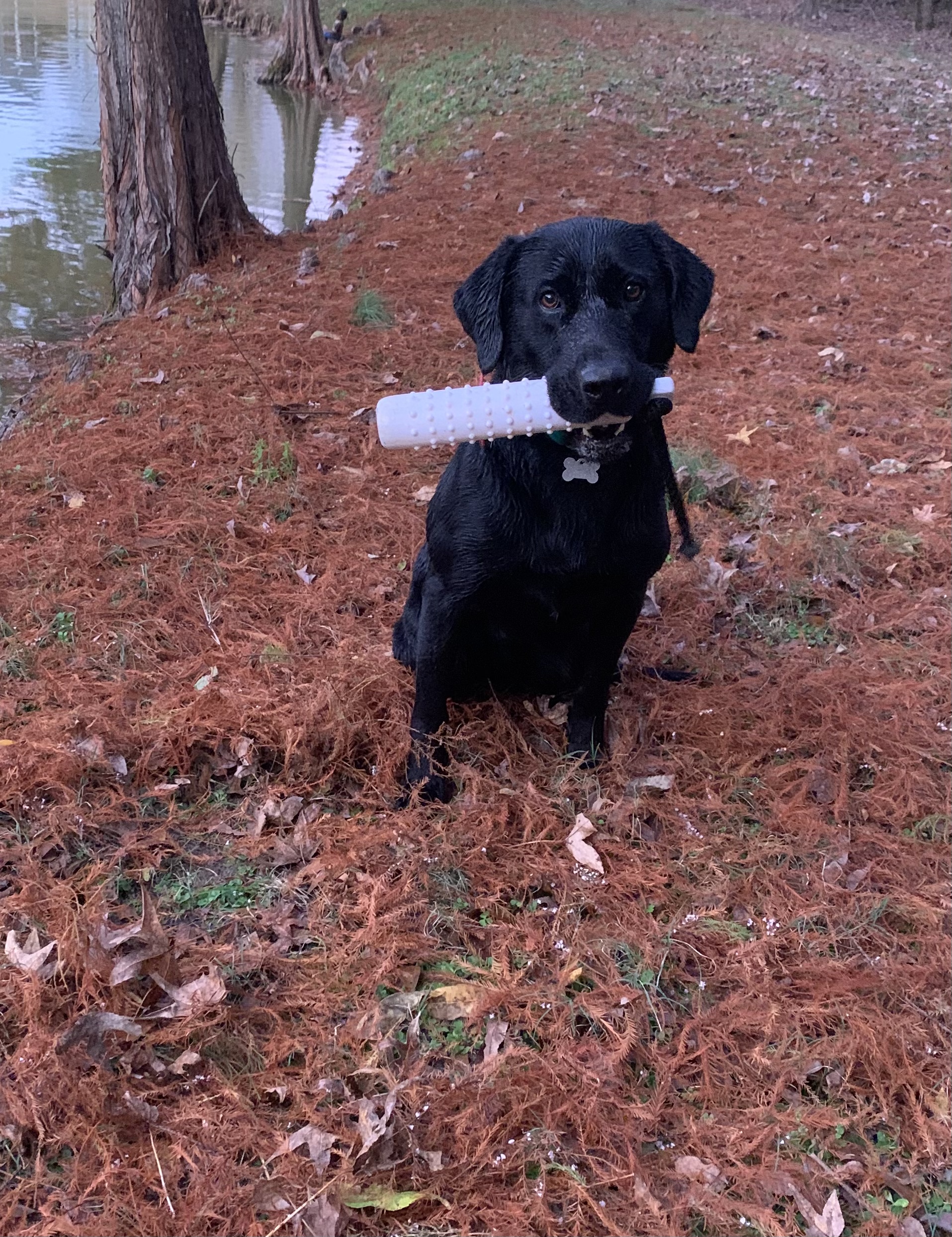 Overstreet’s Jax | Black Labrador Retriver