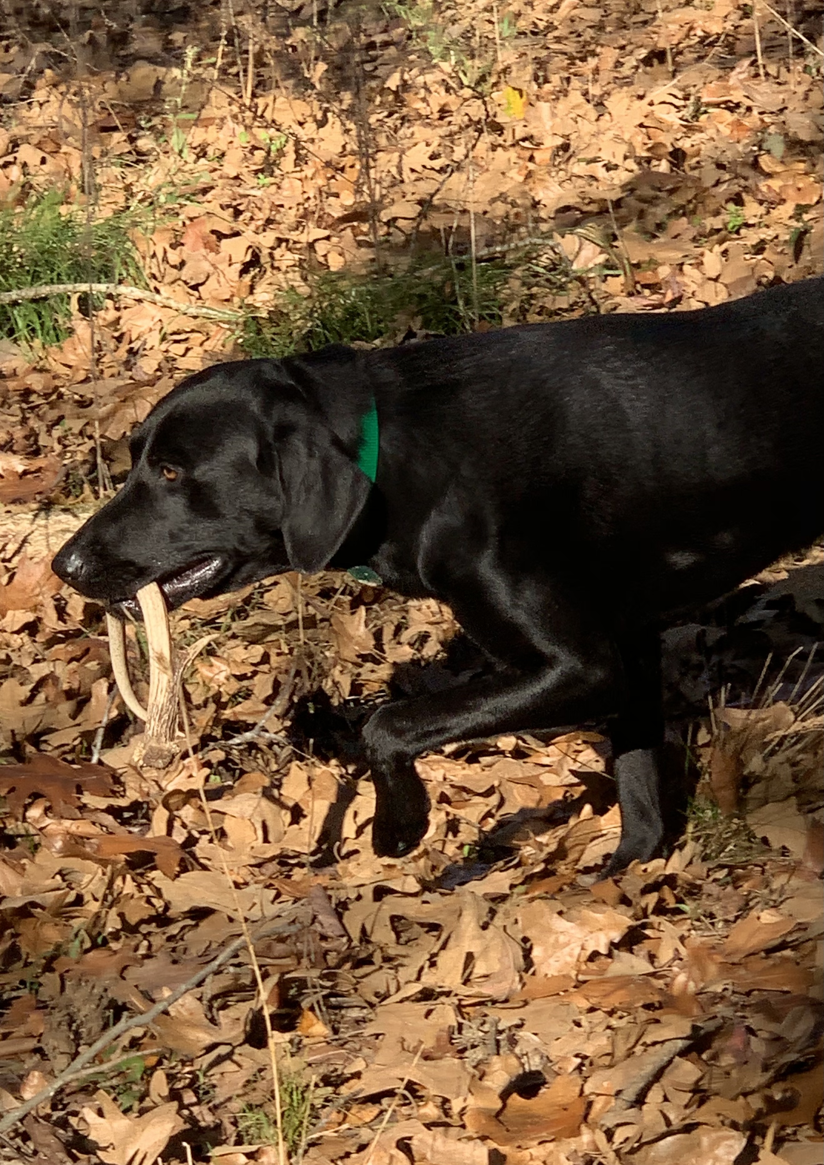 Overstreet’s Jax | Black Labrador Retriver