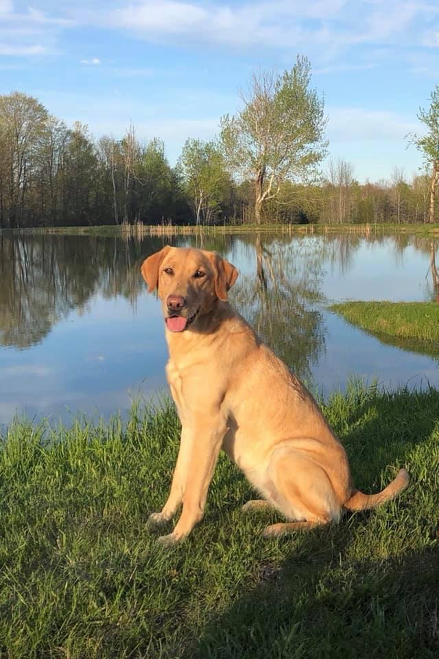 Nilak High Tide Emma  MH | Yellow Labrador Retriver