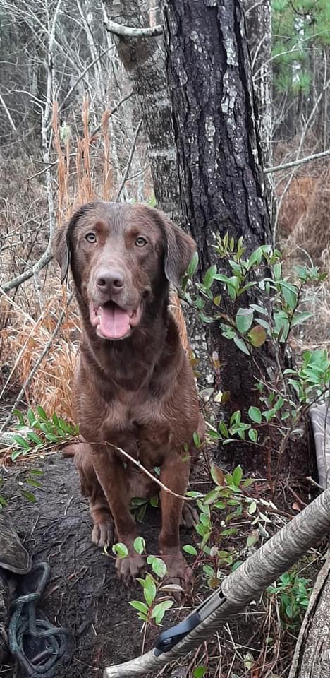 River Ridge’s Appetite For Destruction MH | Chocolate Labrador Retriver