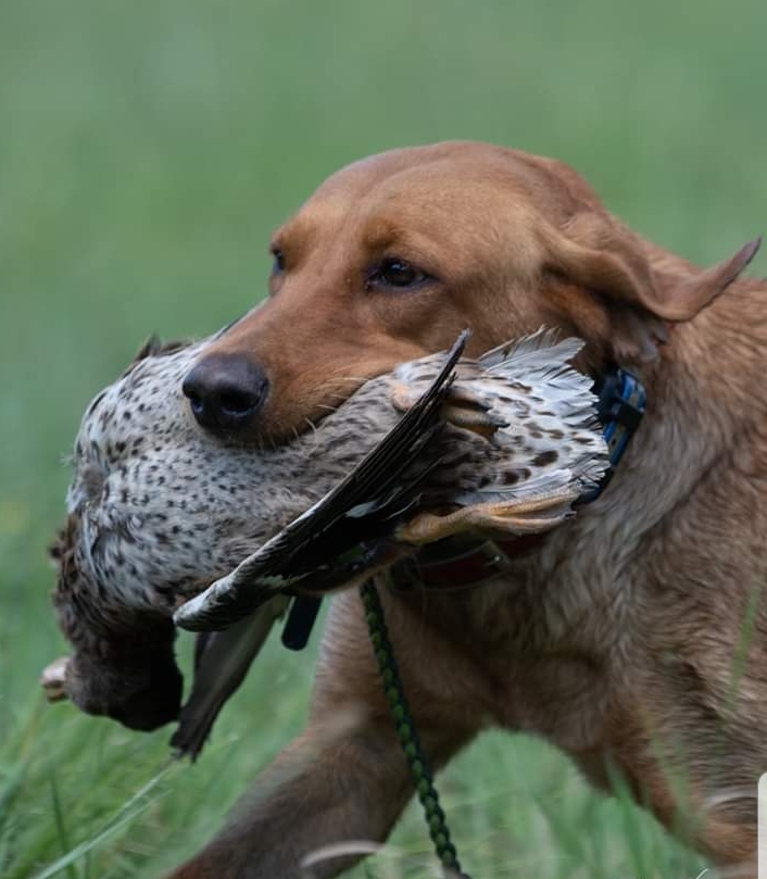 Silverbrook's Megatron From Cresthill JH | Yellow Labrador Retriver