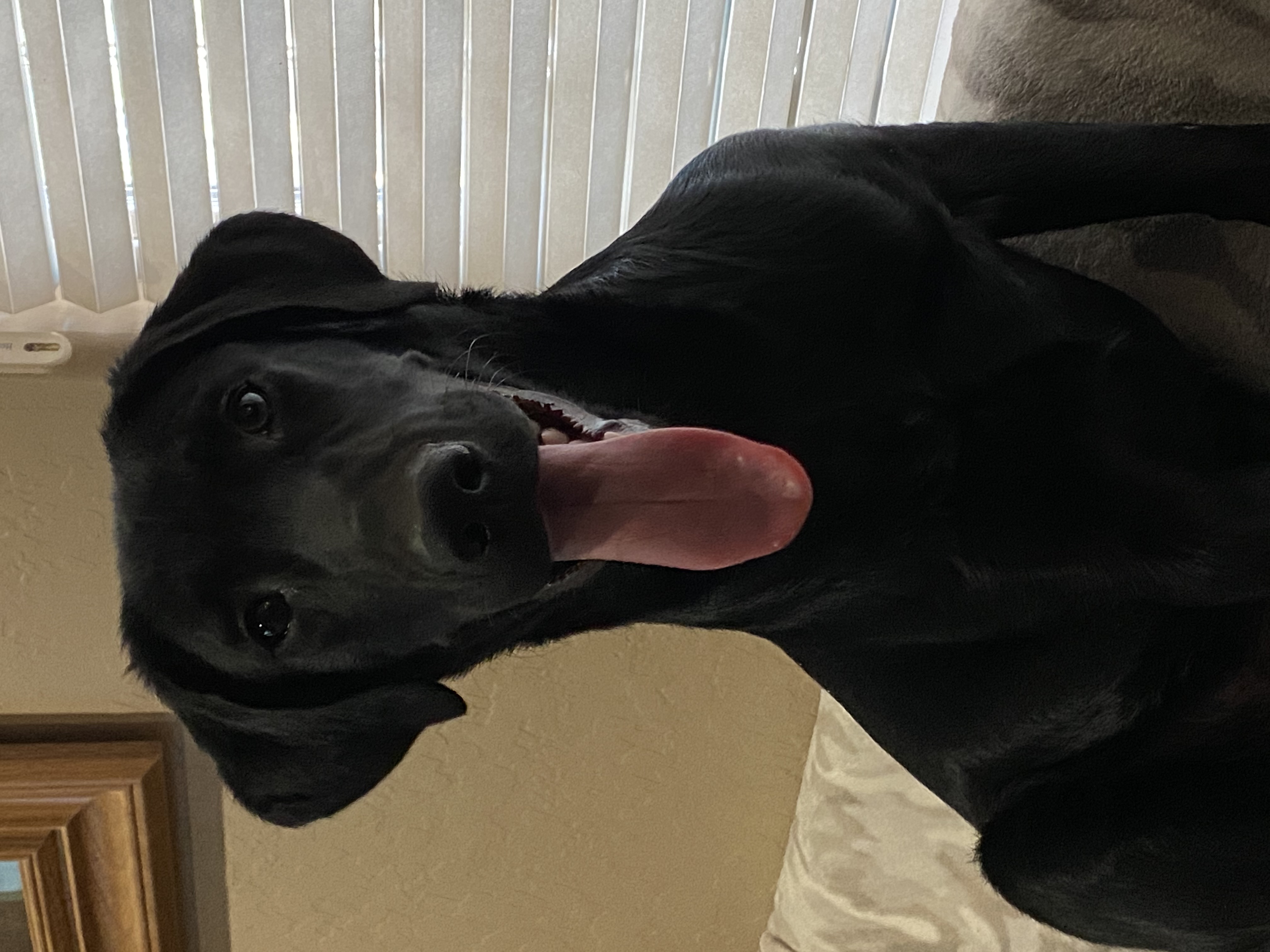 Hb's Extreme Doctor Swerve | Black Labrador Retriver