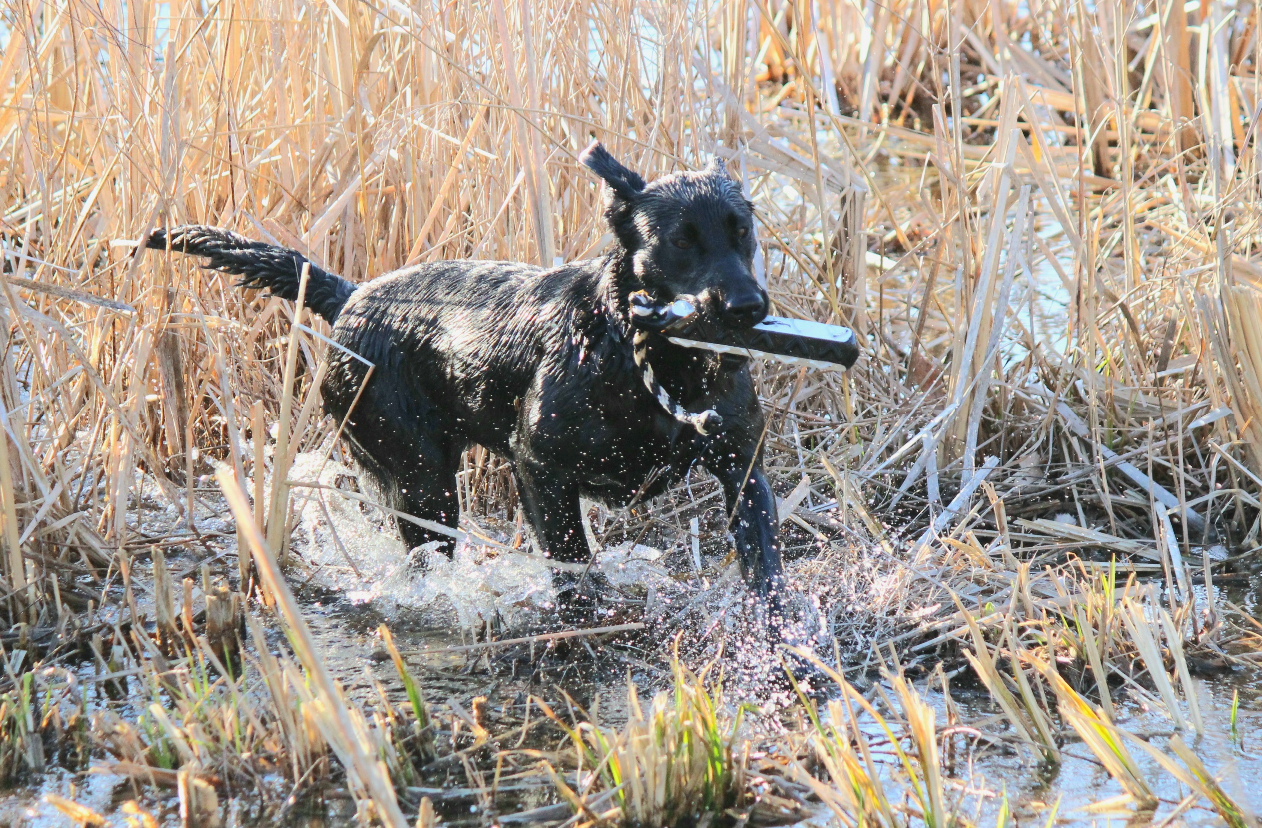 Mud Creek's Czechmate Bella | Black Labrador Retriver