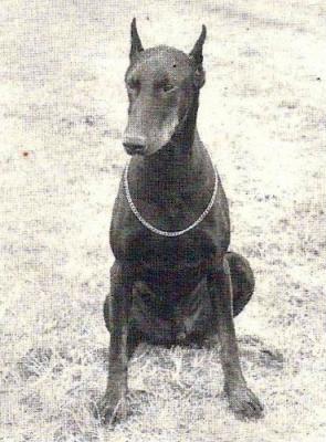 Doyan Dob-Bet | Black Doberman Pinscher