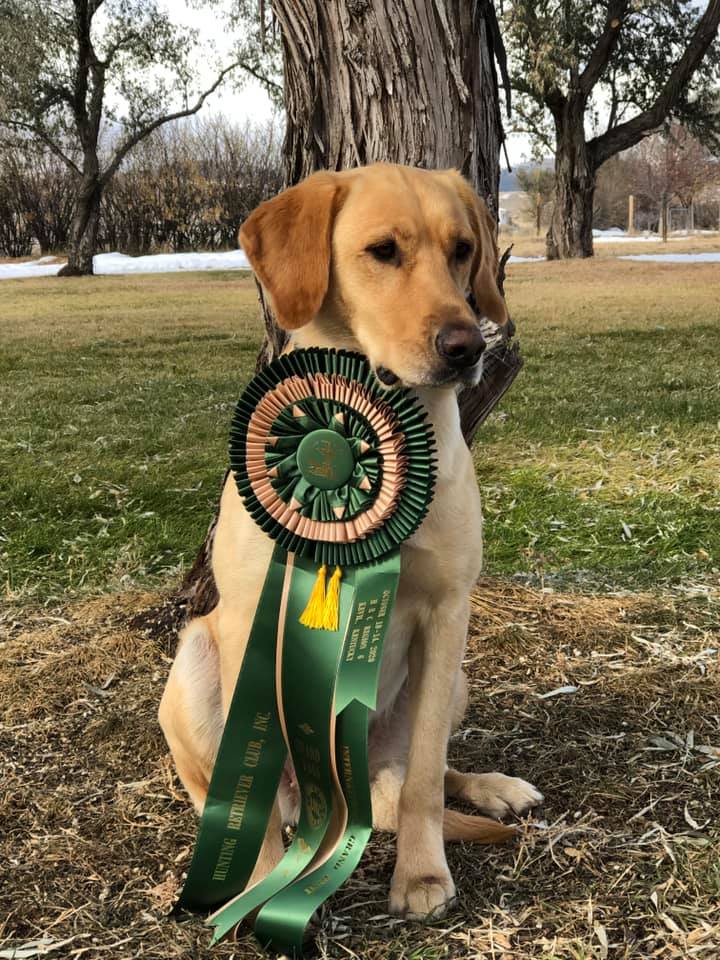 HRCH AKS Screamin Eagles Blizzard Of Oz | Yellow Labrador Retriver