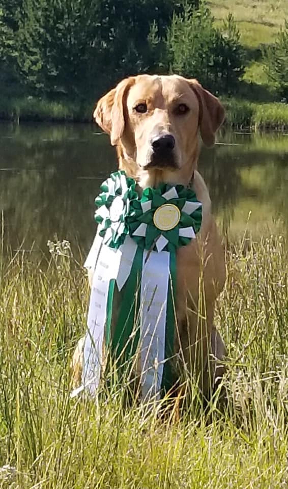 HRCH  Screamin Eagles Lethal Weapon | Yellow Labrador Retriver